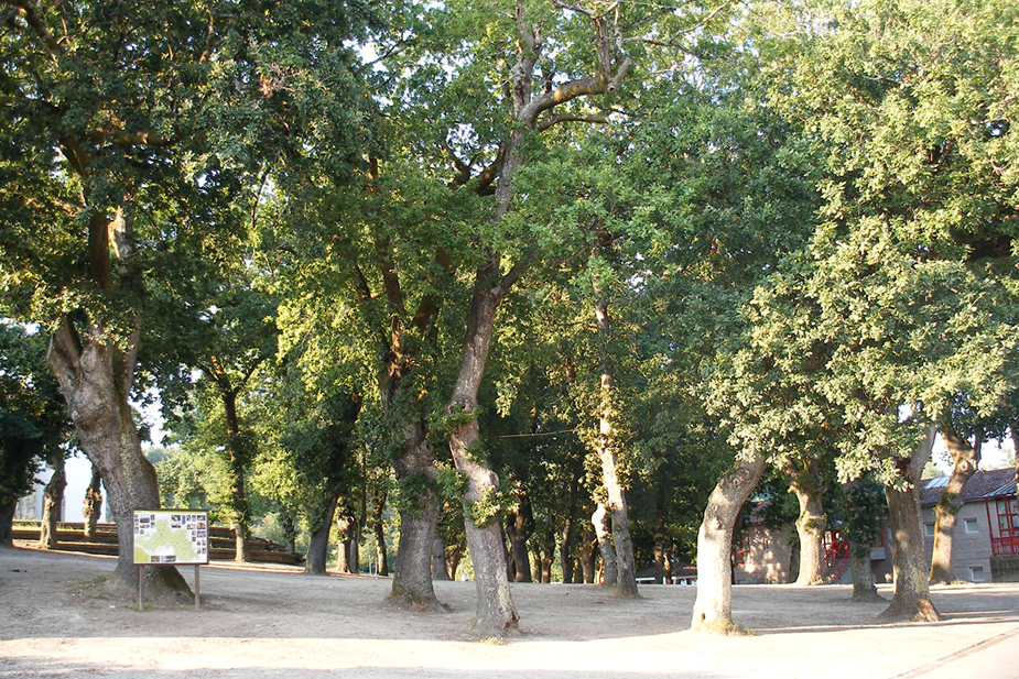 Carballeira de Santa Minia